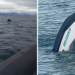 Marinha abre inquérito para investigar acidente de moto aquática em Ilhabela após mulher passar 42 horas à deriva