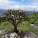 ‘Terra de gigantes’: serra em MG revela plantas raras e espécies únicas em área pouco conhecida