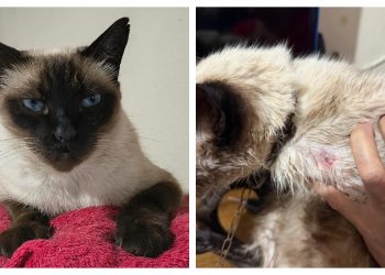 Após anos de brigas e ameaças, produtor de eventos acusa vizinho de atirar em gata de estimação em Guarulhos, na Grande SP