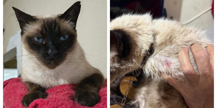 Após anos de brigas e ameaças, produtor de eventos acusa vizinho de atirar em gata de estimação em Guarulhos, na Grande SP