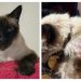 Após anos de brigas e ameaças, produtor de eventos acusa vizinho de atirar em gata de estimação em Guarulhos, na Grande SP