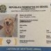 'RG Pet' permite identificação por QR Code e ajuda a localizar animais perdidos; veja os nomes mais registrados e saiba como fazer
